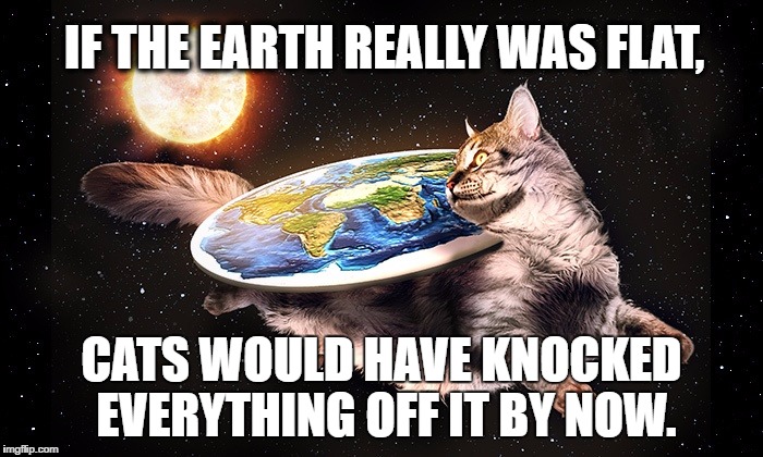 Physics? Nah, feline logic wins.